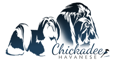 Chickadee Havanese